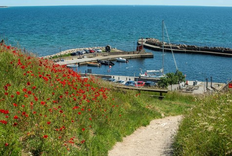 Blooming poppies on the slopes of Kåseberga ridge, and path leading down to Kåseberga harbor, Ystad