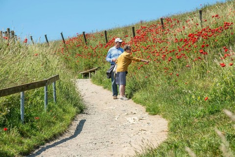 Elderly couple admires blooming poppies on the slopes of Kåseberga ridge, Kåseberga, Ystad