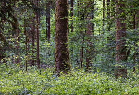 Mixed forest with densely overgrown forest floor, forestry, Mondseeland, Salzkammergut, Upper
