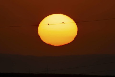 Two birds sitting on a power line in front of the rising sun, Frankfurt am Main, Hesse, Germany