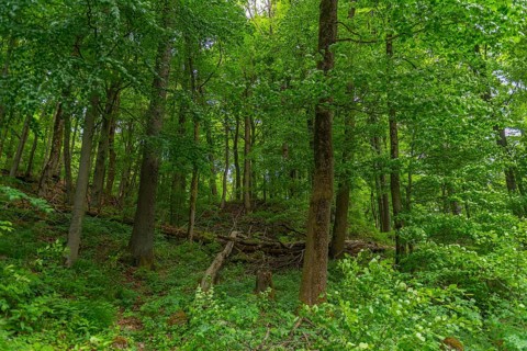 GEO nature park Park Frau Holle Land am Meissner, deciduous forest with deadwood, low mountain
