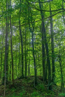 GEO nature park Park Frau Holle Land am Meissner, deciduous forest on hill with deadwood, low