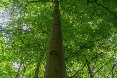 GEO nature park Park Frau Holle Land am Meissner, view upwards to the treetops, deciduous forest,