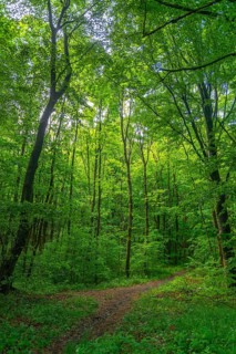GEO nature park Park Frau Holle Land am Meissner, deciduous forest with hiking trail, low mountain