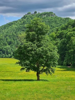 A large tree on a green meadow in front of a wooded range of hills under a dramatic sky, Bad Urach