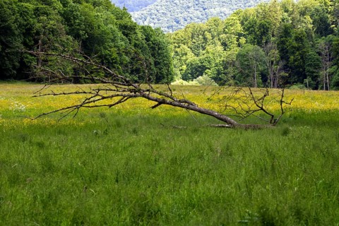 A fallen tree on a green meadow, surrounded by a forest and a cloudy sky, Bad Urach