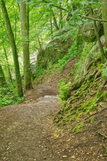 Path through a quiet, dense forest with moss-covered rocks, Bad Urach
