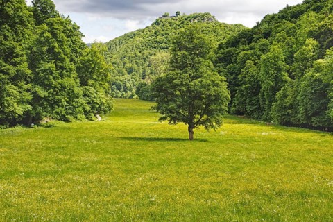 A single tree stands in the centre of a green meadow, the corn valley in front of wooded hills, Bad