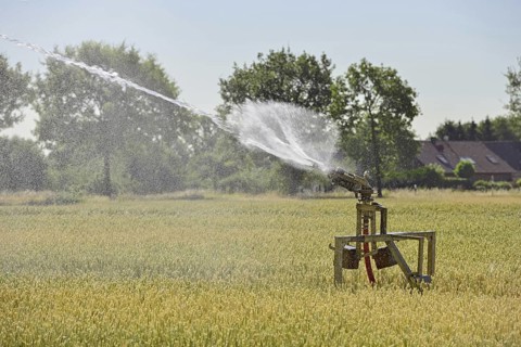 Water shortage... Sprinkler wagon waters a grain field in midsummer, drought, field irrigation,