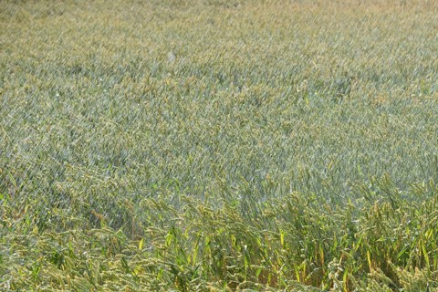 Artificial rain... Irrigation of a wheat field, wheat field during a drought summer, hot summer,