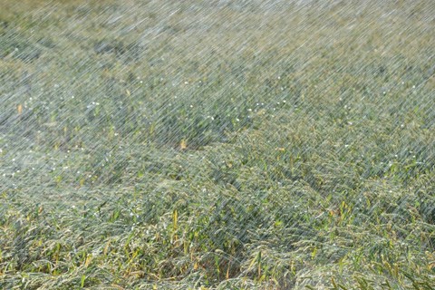 Cool wet... Irrigation (record summer, heatwave summer 2018), artificial irrigation of a grain