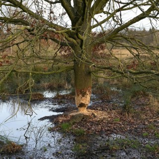 Gnawed oak... Beaver (Castor fiber), gnawing marks, gnawing marks of a beaver on an oak, tree