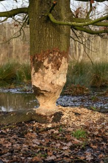 The beaver was there... Nibbled oak (Fagus sylvatica) at the edge of a body of water, gnaw marks of