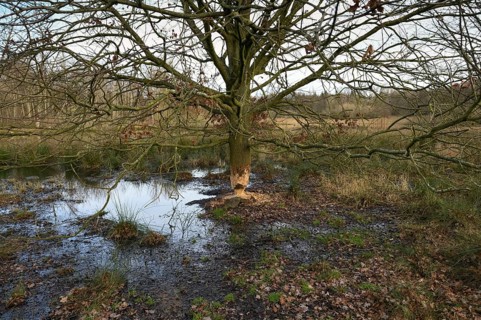 Unrecognisable feeding marks... Beaver (Castor fiber), tree gnawed by the beaver, oak, typical
