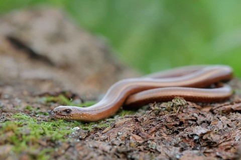 Darting... Slow worm (Anguis fragilis), not a snake, belongs to the lizards, native, common,
