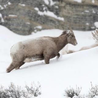 Mountain habitat... Bighorn sheep (Ovis canadensis) in winter during snowfall, struggles up a