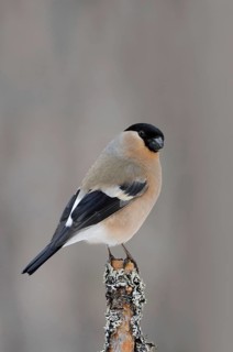On the lookout... Bullfinch, Bullfinch (Pyrrhula pyrrhula), female, perched on top of a branch in