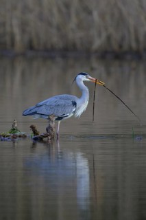 Grey heron (Ardea cinerea), standing on a floating root of a water lily with a branch in its beak,
