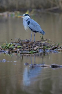 Grey heron (Ardea cinerea), male building a nest on the floating roots of the water lily, Neckar