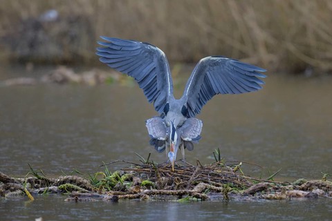 Grey heron (Ardea cinerea), copula, nest on floating roots of water lily in front of reeds, Neckar