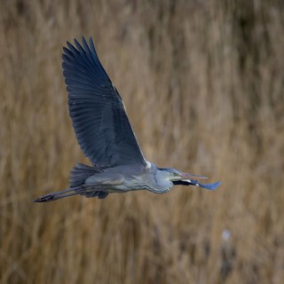 Grey heron (Ardea cinerea), in flight in front of reeds, evening light, Neckar valley,
