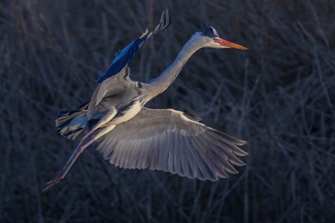 Grey heron (Ardea cinerea), in flight, evening light, grazing light, Neckar valley,