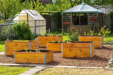 Raised beds in the garden, greenhouse, wooden boxes, allotment garden, spring, Kamen, North
