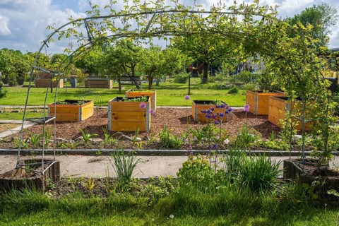 Raised beds in the allotment garden, allotment garden, spring, garden, Kamen, North