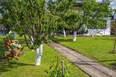 Meadow with fruit trees, garden house, allotment, allotment garden, garden, spring, Kamen, North
