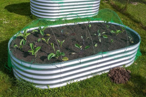 Raised bed with plants in the garden, spring, North Rhine-Westphalia, Germany