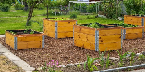 Raised beds in the garden with plants, wooden boxes, allotment garden, spring, North
