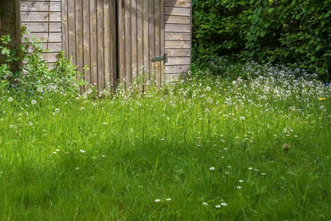 Flowering meadow in front of a garden shed, North Rhine-Westphalia, Germany