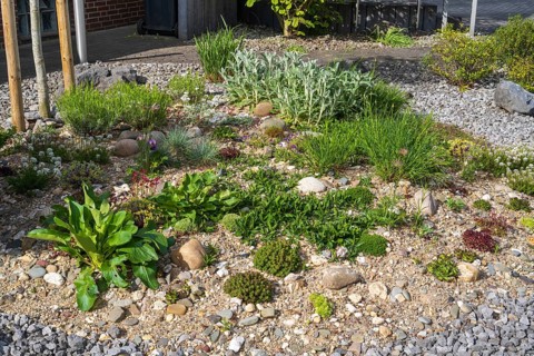 Front garden, allotment garden, gravel garden, spring, North Rhine-Westphalia, Germany