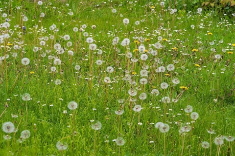 Meadow with faded dandelions (Taraxacum), dandelions, North Rhine-Westphalia, Germany