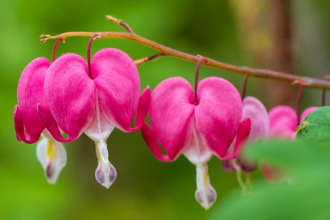 Watering heart (Lamprocapnos spectabilis), flowers, North Rhine-Westphalia, Germany