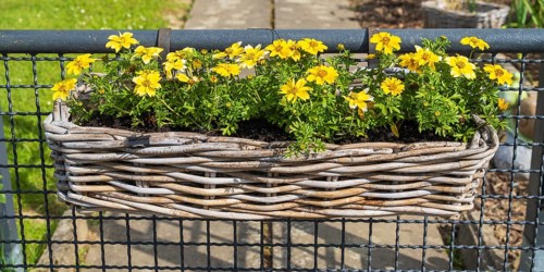 Flower box with yellow daisies, North Rhine-Westphalia, Germany