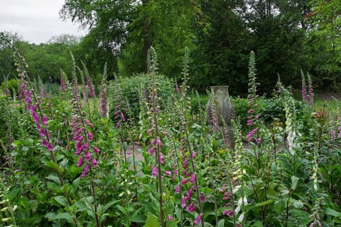 Foxglove (Digitalis purpurea) with raindrops, Slochteren, province of Groningen, Netherlands