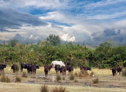 Horses and pointers in the Carmargue in the south of France