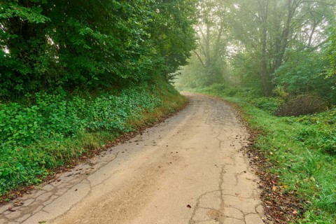 A path through a misty, green forest, Mönchberg, Miltenberg, Spessart, Bavaria, Germany