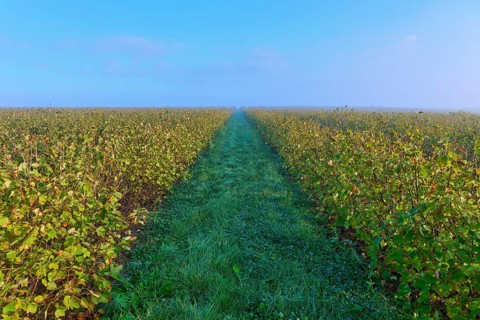 A long path through a field of currants in a misty morning sky, Mönchberg, Miltenberg, Spessart,