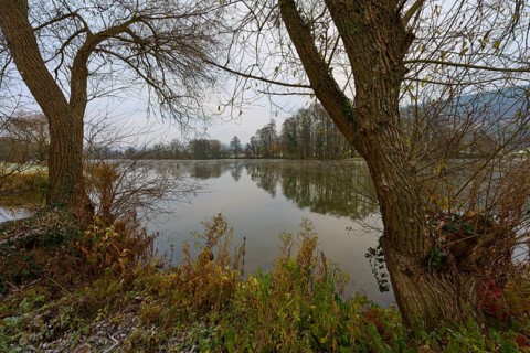 River bank lined with plants, trees by the water, peaceful atmosphere, Laudenbach, Main, Spessart,
