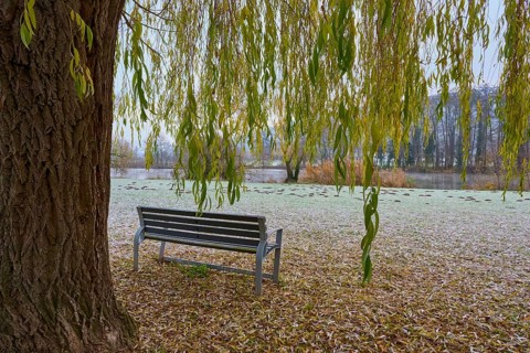 Frosty morning with a wooden bench under a tree next to a river, Laudenbach, Main, Spessart,