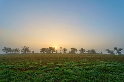 Trees in the morning haze with sunrise in the background, peaceful, Mönchberg, Miltenberg,