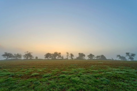 Row of trees in the fog at sunrise, quiet landscape, Mönchberg, Miltenberg, Spessart, Bavaria,