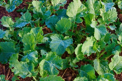 Close-up of rutabaga (Brassica napus), dewy green leaves, Mönchberg, Miltenberg, Spessart, Bavaria,