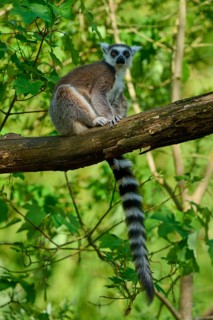 A catta (Lemur catta), sitting on a branch surrounded by green foliage, France