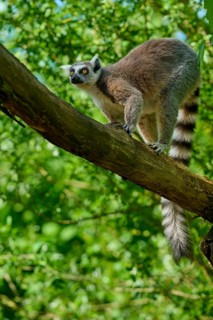 A catta (Lemur catta), climbing on a branch and looking alert, France