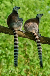 Catta (Lemur catta), two animals sitting on a branch, France