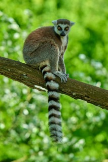 A catta (Lemur catta), sitting thoughtfully on a branch in front of a green background, France