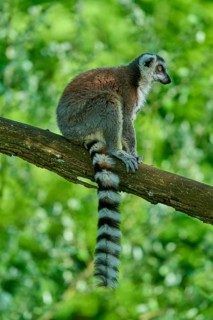 A catta (Lemur catta), sitting calmly on a branch in front of a green background, France